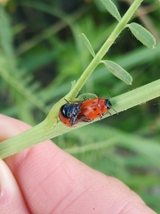Coptocephala pallens