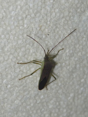 Paradasynus spinosus