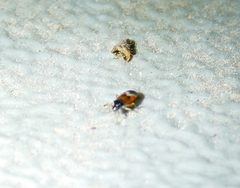 Ceratocapsus apicalis