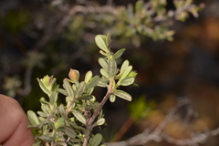 Hibbertia hypericoides