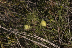 Banksia kippistiana kippistiana