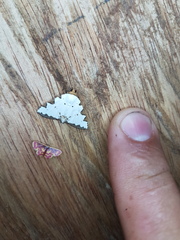 Eulepidotis testaceiceps