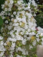 Lagerstroemia indica