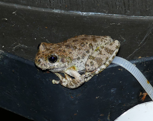 Canyon Tree Frog photographed in New Mexico