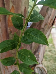 Lagerstroemia indica