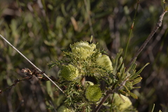 Banksia kippistiana kippistiana