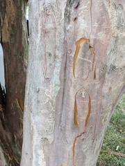 Lagerstroemia indica