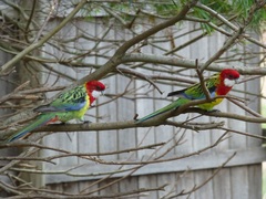 Platycercus eximius diemenensis