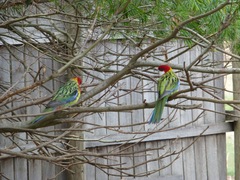 Platycercus eximius diemenensis