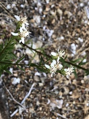 Sericocarpus oregonensis