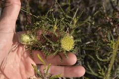 Banksia kippistiana kippistiana