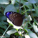 Mariposa Cuervo Listada - Photo (c) Karyadi Baskoro, algunos derechos reservados (CC BY-NC-ND)