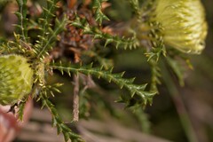 Banksia kippistiana kippistiana