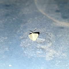 Phaiogramma etruscaria