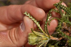 Banksia kippistiana kippistiana
