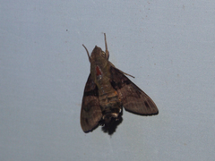 Macroglossum corythus