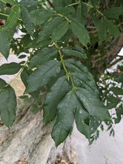 Fraxinus pennsylvanica