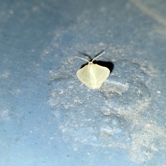 Phaiogramma etruscaria