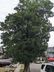 Fraxinus pennsylvanica