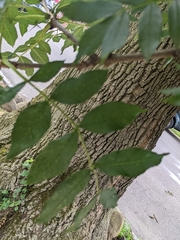 Fraxinus pennsylvanica