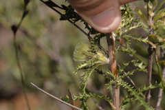 Banksia kippistiana kippistiana