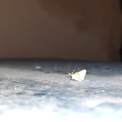 Phaiogramma etruscaria