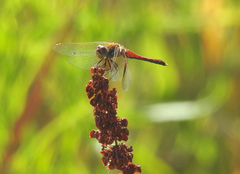 Sympetrum semicinctum