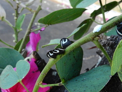 Membracis foliatafasciata