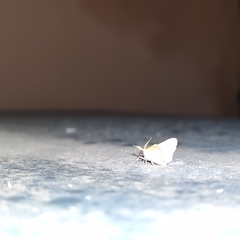 Phaiogramma etruscaria