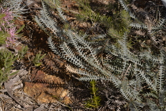 Banksia pteridifolia vernalis