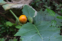 Solanum sessiliflorum