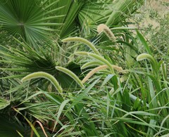 Setaria magna