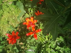 Lilium pensylvanicum