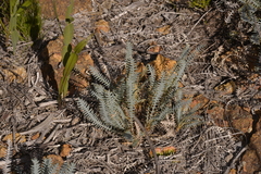 Banksia pteridifolia vernalis