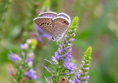 Echinargus isola