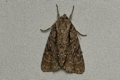 Acronicta hasta