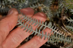 Banksia pteridifolia vernalis
