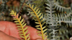 Banksia pteridifolia vernalis