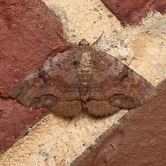 Zale submediana