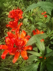 Lilium pensylvanicum