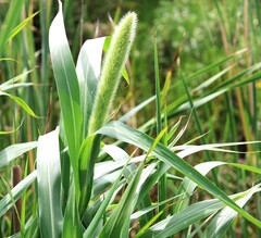 Setaria magna