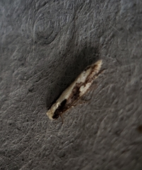 Monopis dorsistrigella