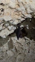 Peropteryx macrotis