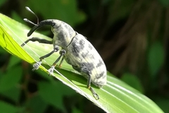 Ileomus