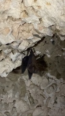 Peropteryx macrotis