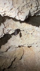 Peropteryx macrotis