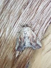 Noctuidae