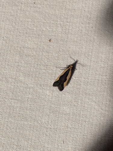 Indented Dichomeris Moth photo 3
