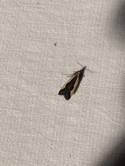 Dichomeris inserrata