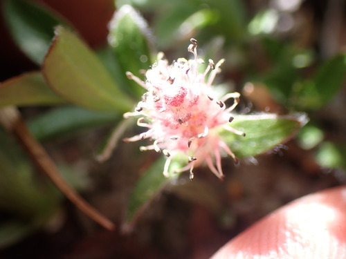 Salix cascadensis, photograph 4